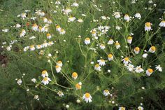 some white and yellow flowers in the grass