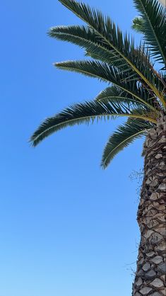 a palm tree with the sky in the background