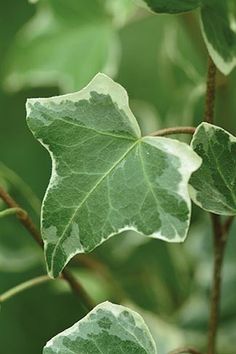 a close up of a green leaf on a tree