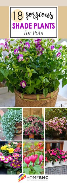 Shade Annual Flowers Pots, What To Plant In Large Outdoor Planters, Shade Potted Plants Front Porches, Shade Flower Pots, Shade Containers Planters, Shade Container Plants, Shade Plants For Pots, Shade Flowers For Pots, Shade Container Garden