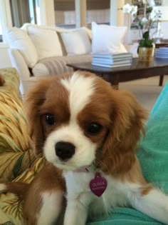 a small brown and white dog sitting on top of a couch