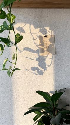 a plant is casting a shadow on the wall