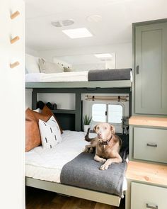 a dog laying on top of a bed in a room with bunk beds and drawers