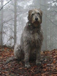 a shaggy haired dog sitting in the middle of a forest with leaves on the ground