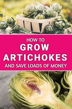 how to grow artichokes and save loads of money