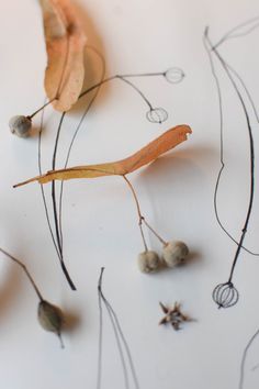 some leaves and berries on a white surface