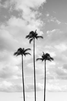 black and white photograph of three palm trees