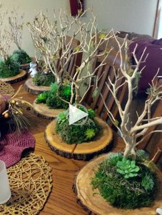 the table is covered with small trees and plants