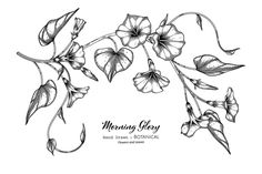 an ink drawing of morning glory flowers