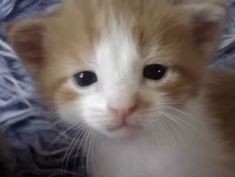 an orange and white kitten is looking at the camera