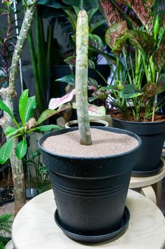 there is a plant that is in the pot on top of a table with other plants behind it