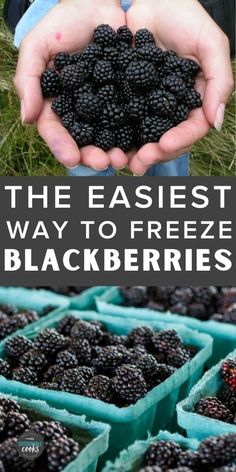 the easy way to freeze blackberries