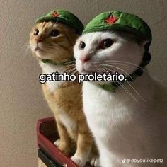 two cats wearing hats sitting next to each other on top of a box with the caption gatino prolettatio