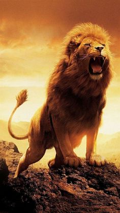 a lion standing on top of a rocky hill with its mouth open and it's teeth wide open