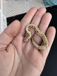 a hand holding a small snake in it's palm