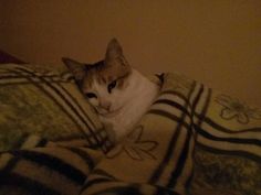 a cat laying on top of a bed under a blanket