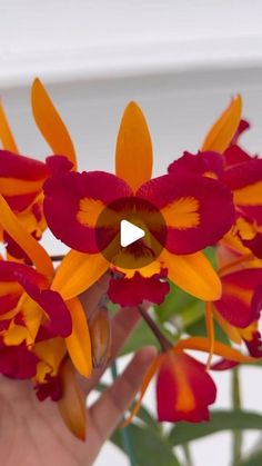 a hand holding a bunch of red and yellow flowers