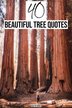 a person walking through a forest with the words 40 beautiful tree quotes