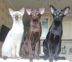 three black and white cats sitting on top of a counter