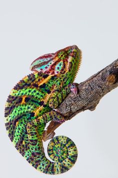 a colorful chamelon sitting on top of a tree branch