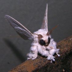 a close up of a small white insect on a branch with its wings spread out