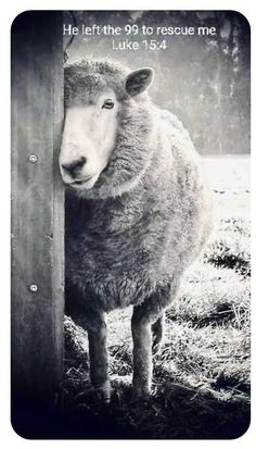 a sheep is standing in the grass with its head against a fence and it's saying he left the 99 to rescue me luke