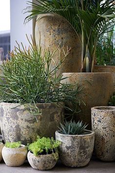 there are many pots with plants in them