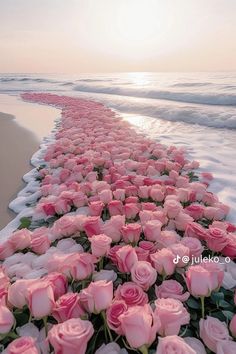 a long line of pink roses on the beach next to the ocean with waves coming in