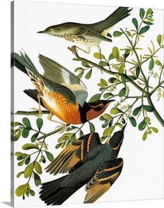 three birds sitting on top of a tree branch with leaves and flowers around them, one bird has its beak open