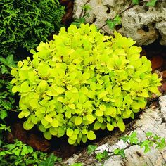 a green plant is growing out of the ground next to some rocks and plants on the ground