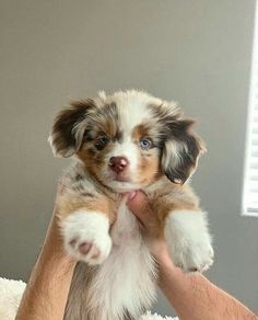 a small puppy is being held up by someone's hands in front of a window