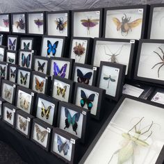 many framed butterflies are on display for sale