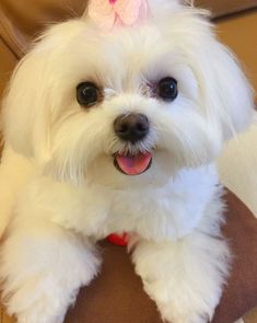 a small white dog with a pink bow on its head sitting on a brown pillow