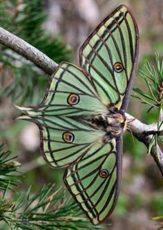 a large green butterfly sitting on top of a tree branch