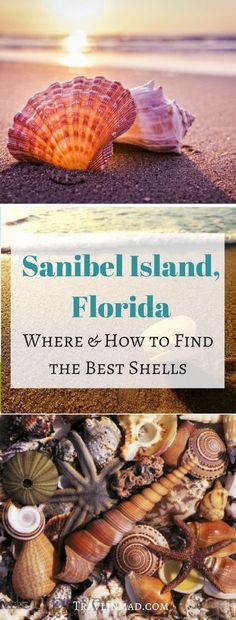 shells and starfish on the beach with text that reads, sanibe island, florida where & how to find the best shells