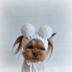 a small dog wearing a white hat with two pompoms on it's head