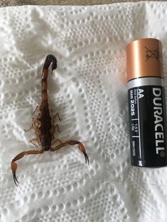 a scorpion sitting on top of a white towel next to a battery