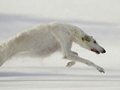 a white dog jumping in the air with snow on it's face and legs