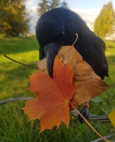 a black bird sitting on top of a leaf