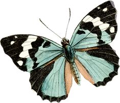 a blue butterfly with black and white spots on its wings