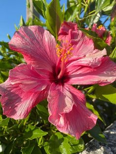 Angle Dust, Fav Flower, Pink Hibiscus, Summer Romance, Favorite Flower, Pink Vibes