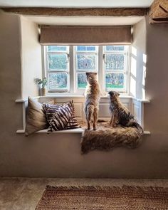 two dogs are sitting on a window sill looking out at the outside world,