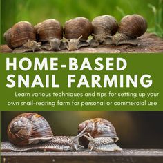 some snails are sitting on top of each other and the words home - based snail farming