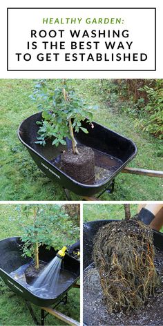 a wheelbarrow full of dirt and plants with the words healthy garden root washing is the best way to get established