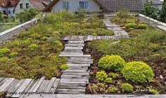 a wooden walkway leading to a house with green roof and grass growing on the roof