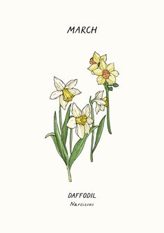 daffodil flowers are shown in this hand drawn illustration, with the words march above them