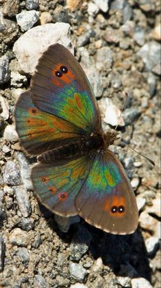 a colorful butterfly is sitting on the ground