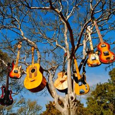 guitars hanging from the branches of a tree