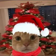 a cat wearing a santa hat and scarf