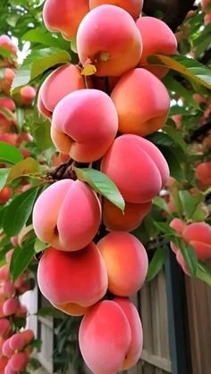 peaches hanging from a tree with leaves and fruit in the foreground, on a sunny day